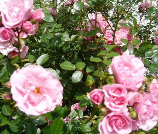 photo of the flowers of the Bonica rose
