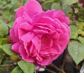 crimson-pink bloom of the mme isaac perriere rose