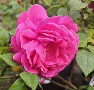 crimson-pink bloom of the mme isaac perriere rose