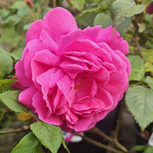 crimson-pink bloom of the mme isaac perriere rose