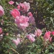 bonica rose flowers