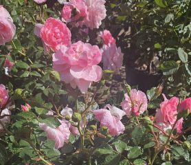 bonica rose flowers