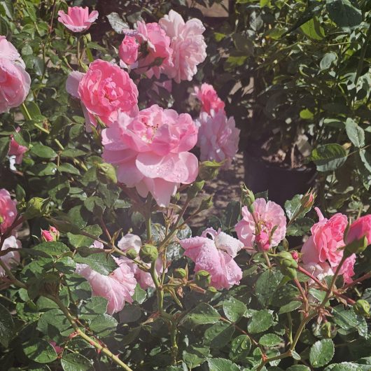 bonica rose flowers