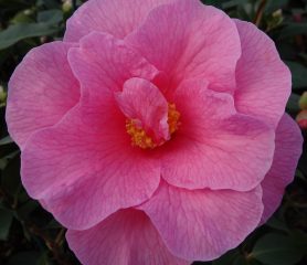 A flower of a Camellia Brigadoon