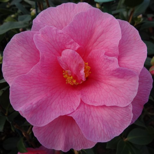A flower of a Camellia Brigadoon