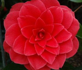 The flower of a Black Lace Camellia.