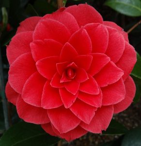 The flower of a Black Lace Camellia.
