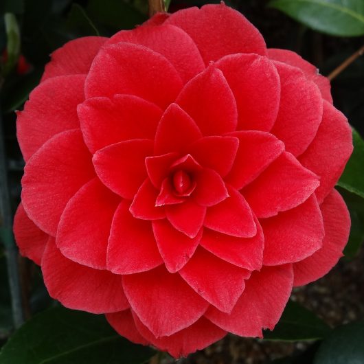 The flower of a Black Lace Camellia.