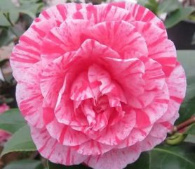 A flower of a Camellia Kick Off