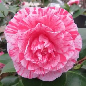 A flower of a Camellia Kick Off