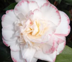 A flower of a Camellia Margaret Davis