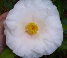 An image of a Camellia Moonlight Bay.