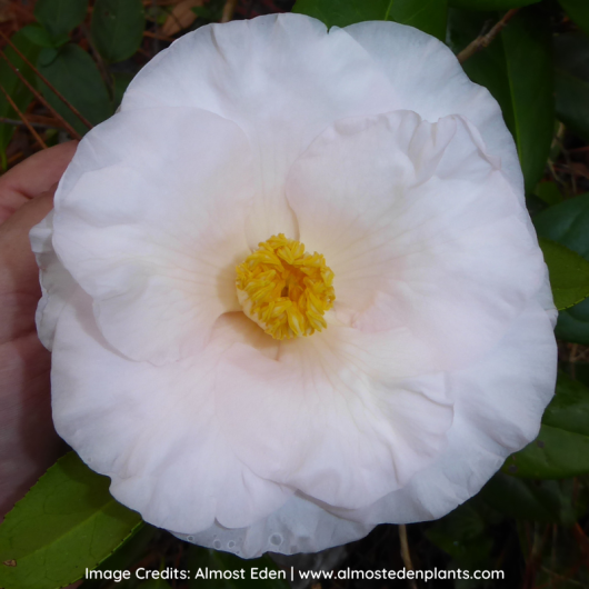 An image of a Camellia Moonlight Bay.