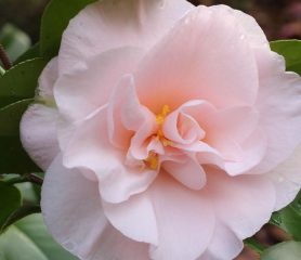 A flower of a Camellia Moonlight Bay.