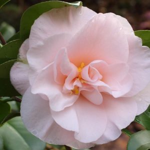 A flower of a Camellia Moonlight Bay.