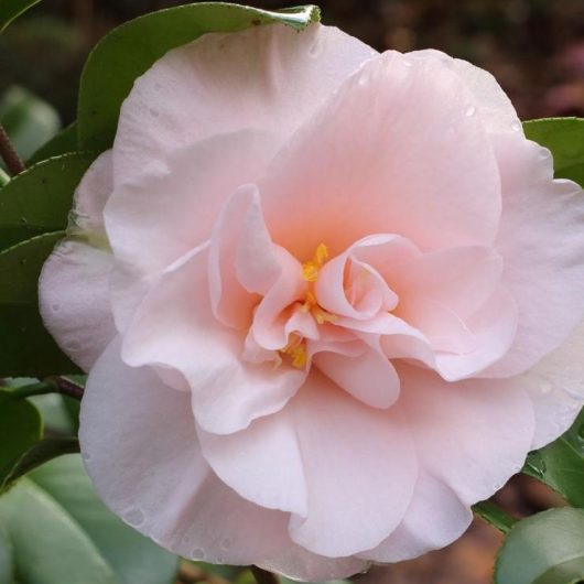 A flower of a Camellia Moonlight Bay.
