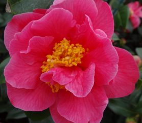 A flower of a Camellia Senorita