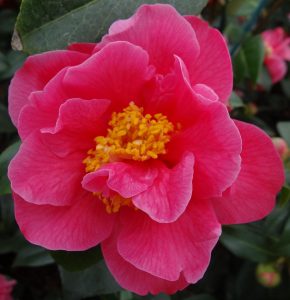 A flower of a Camellia Senorita