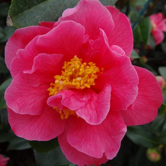 A flower of a Camellia Senorita