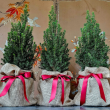 trio of baby christmas trees