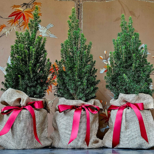 trio of baby christmas trees