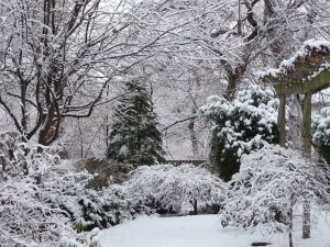 Image of snow covered garden.