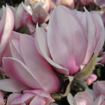 Magnolia Festirose lilac-pink buds.