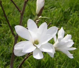Magnolia Stellata 'Royal Star' white, flowering bud close up.