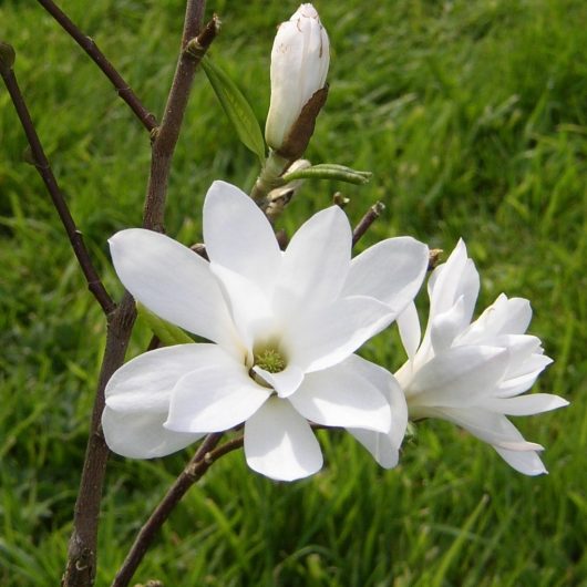 Magnolia Stellata 'Royal Star' white, flowering bud close up.
