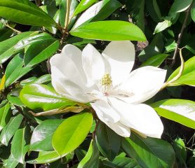 A white, flowering bud of a Magnolia Grandiflora 'Bracken's Brown Beauty'.