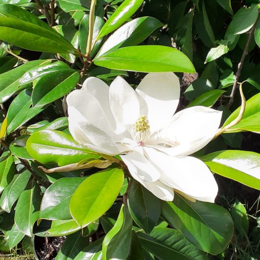 A white, flowering bud of a Magnolia Grandiflora 'Bracken's Brown Beauty'.