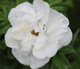 Rose Bl;anc Double de Coubert.