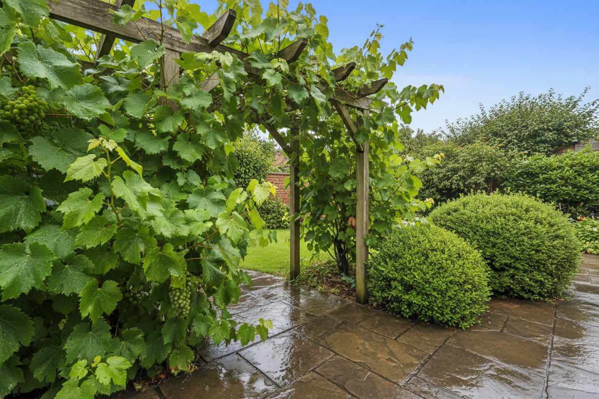 September’s Celtic Birthday Tree: The Vine 🍇