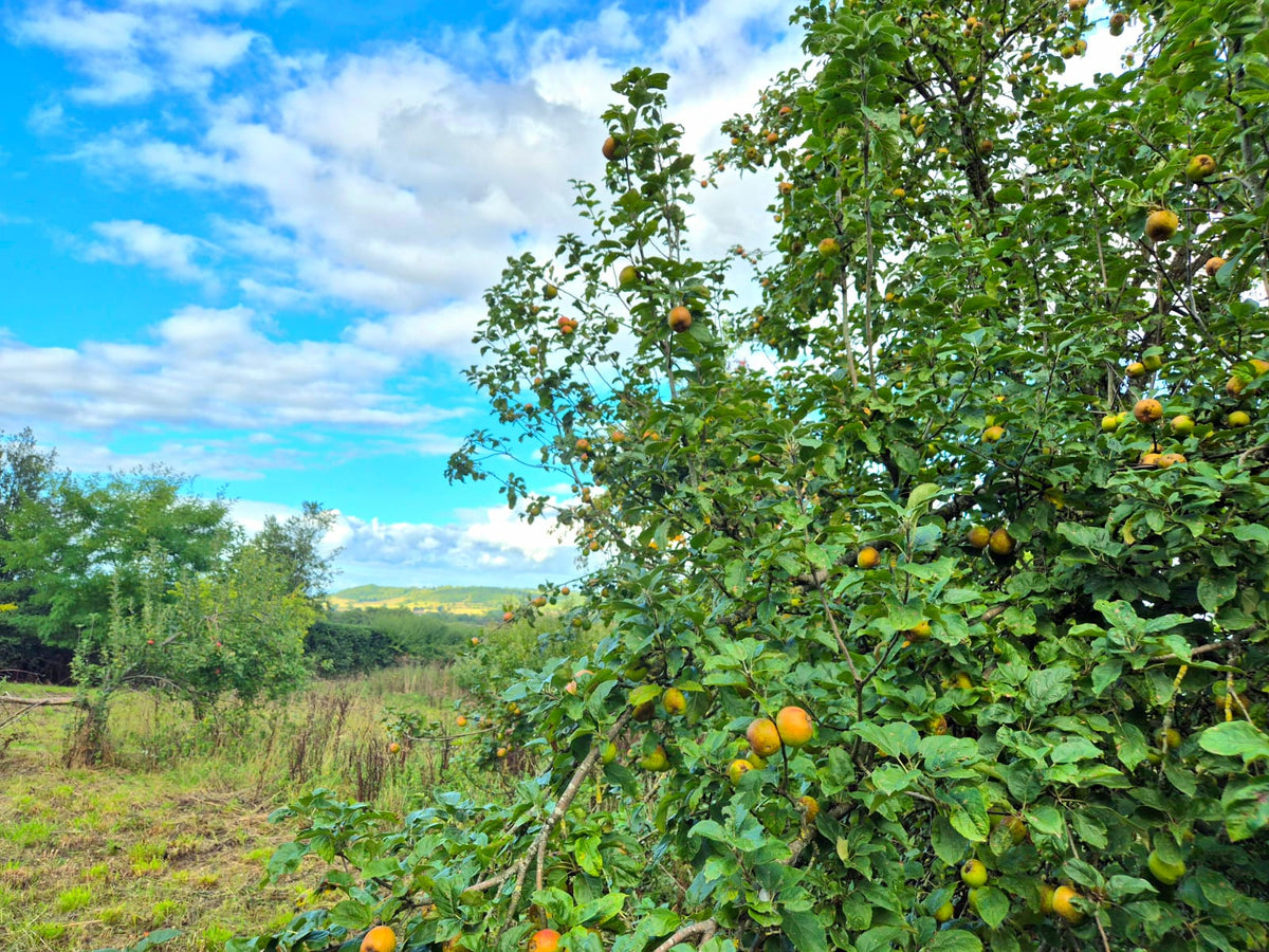 From Tree to Table: How One Fruit Tree Can Make a Difference