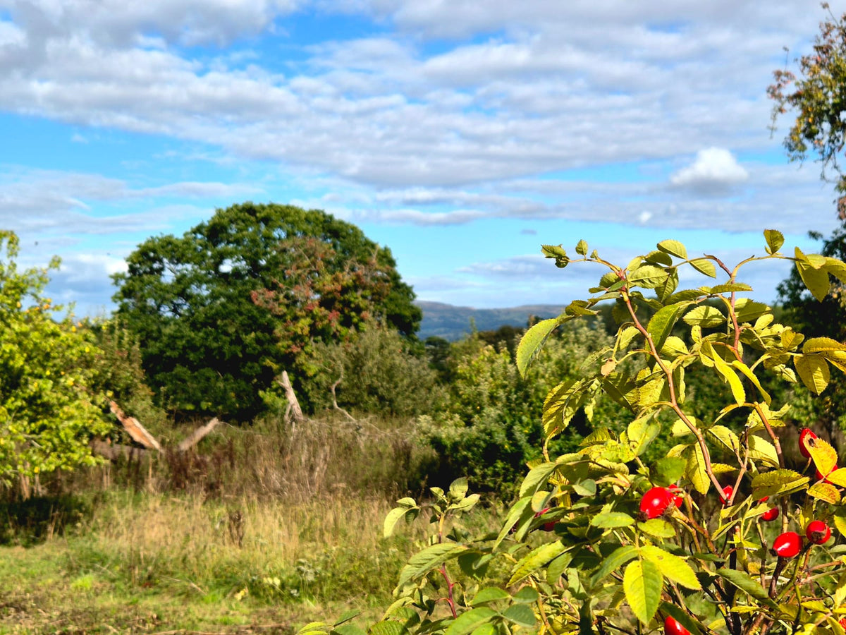A Fresh Start for Autumn: New Ideas for Your Garden