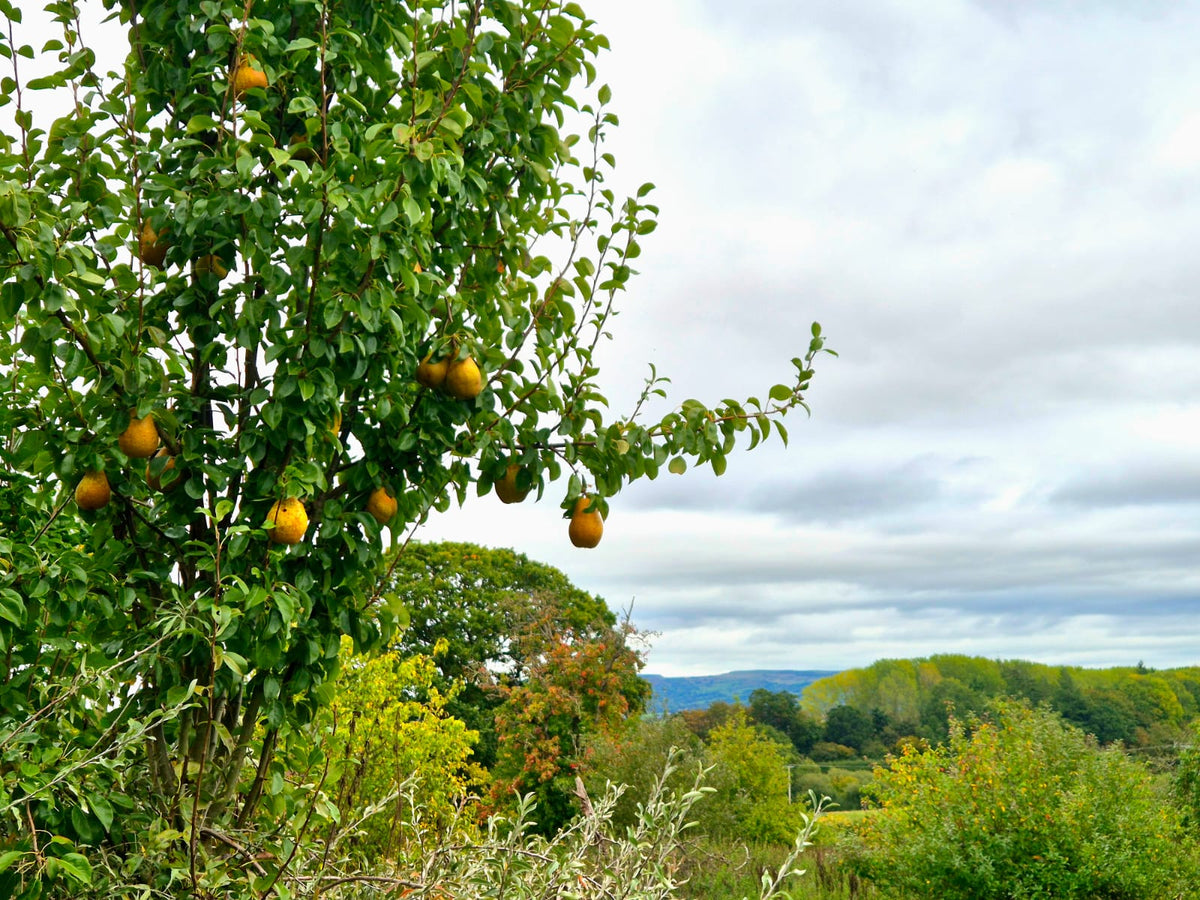 Colour, Fruit & the Joy of an Autumn Garden