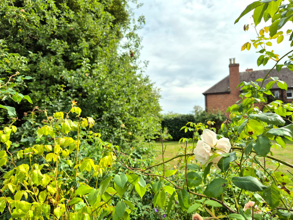 Autumn Sunshine, Fruitful Trees, A Little Rose Sale & A Little Rain