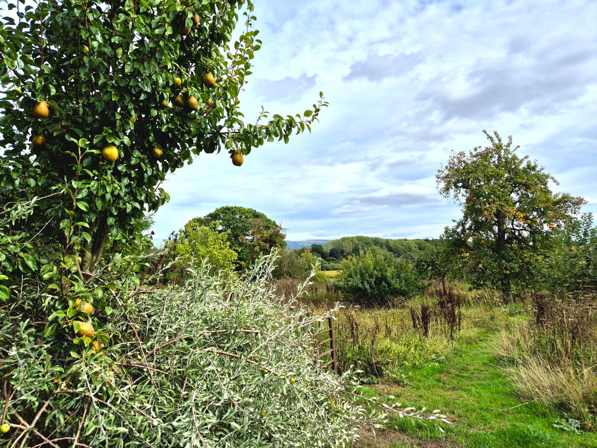 Plan Now, Plant This Autumn: Create a Garden Full of Colour