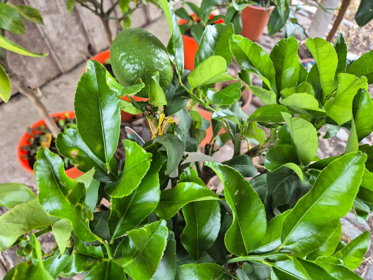 Citrus Trees