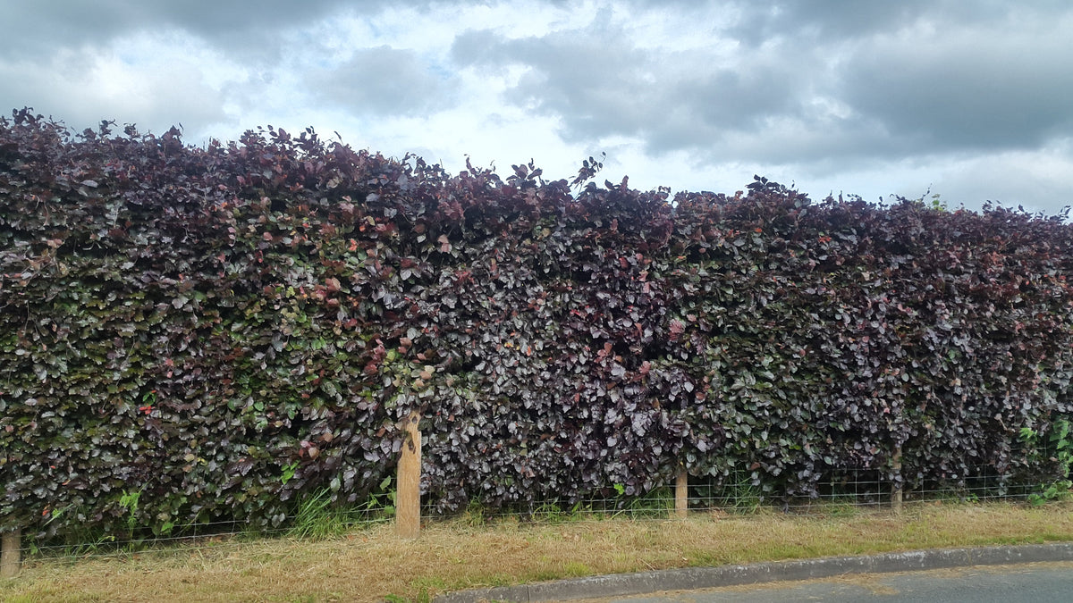 Hedging