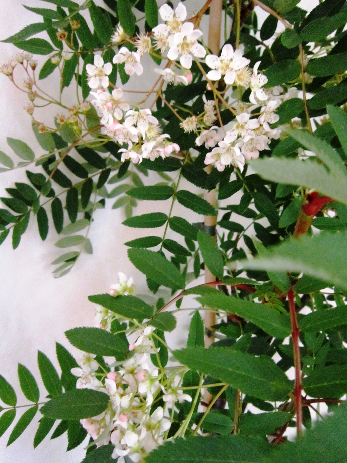 Sorbus Cashmiriana