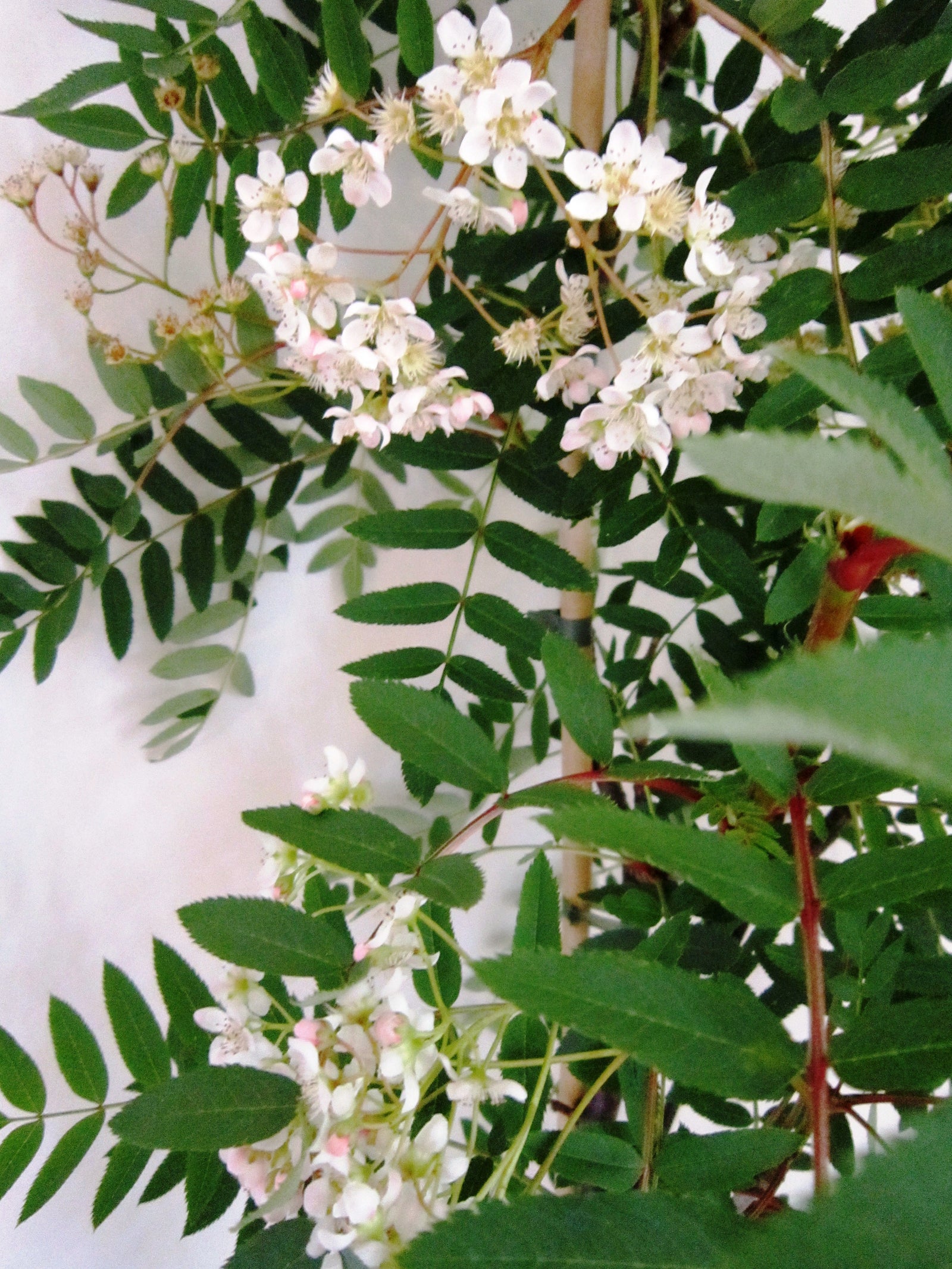 Sorbus Cashmiriana