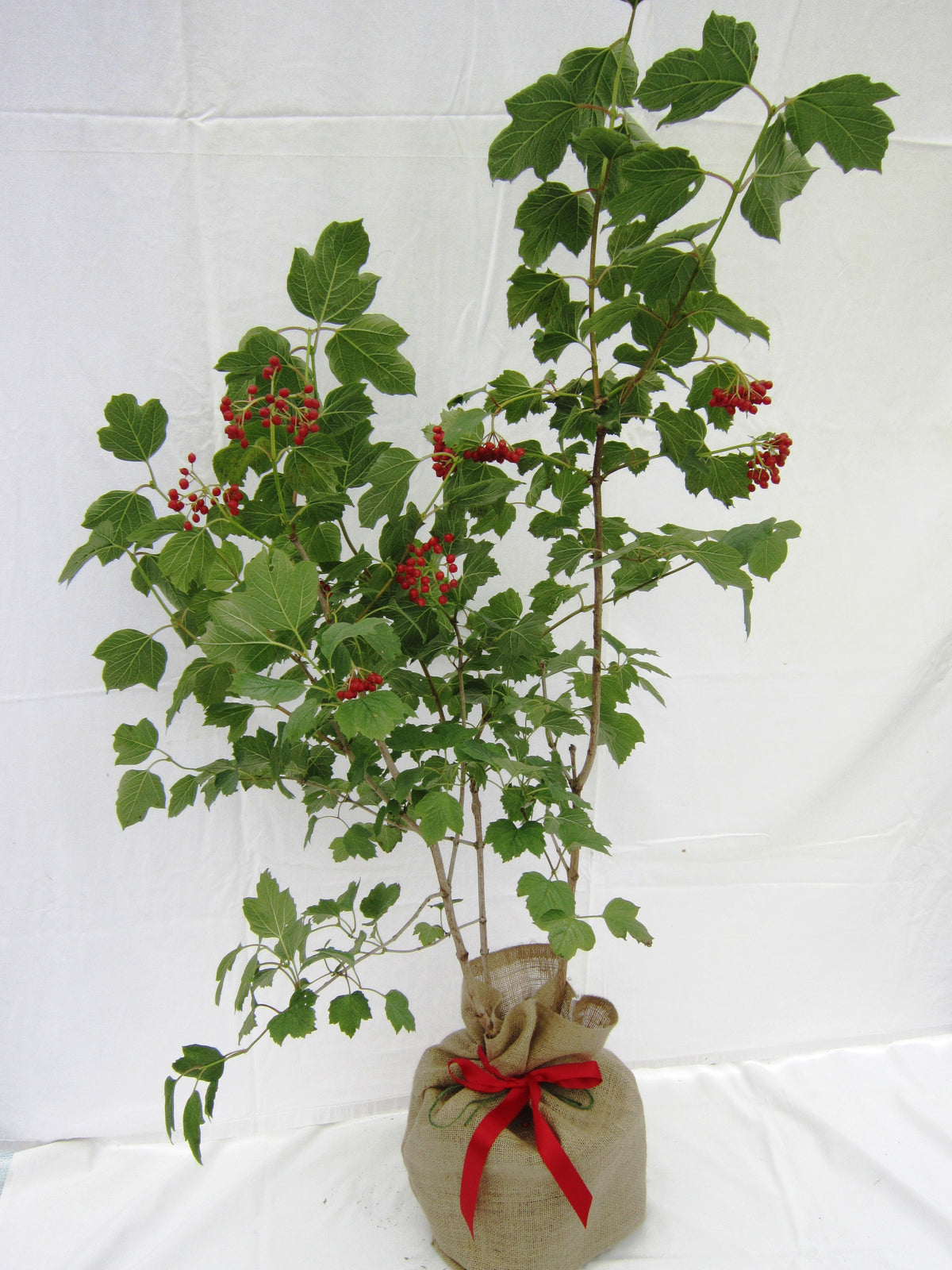 Guelder Rose