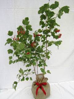 Guelder Rose