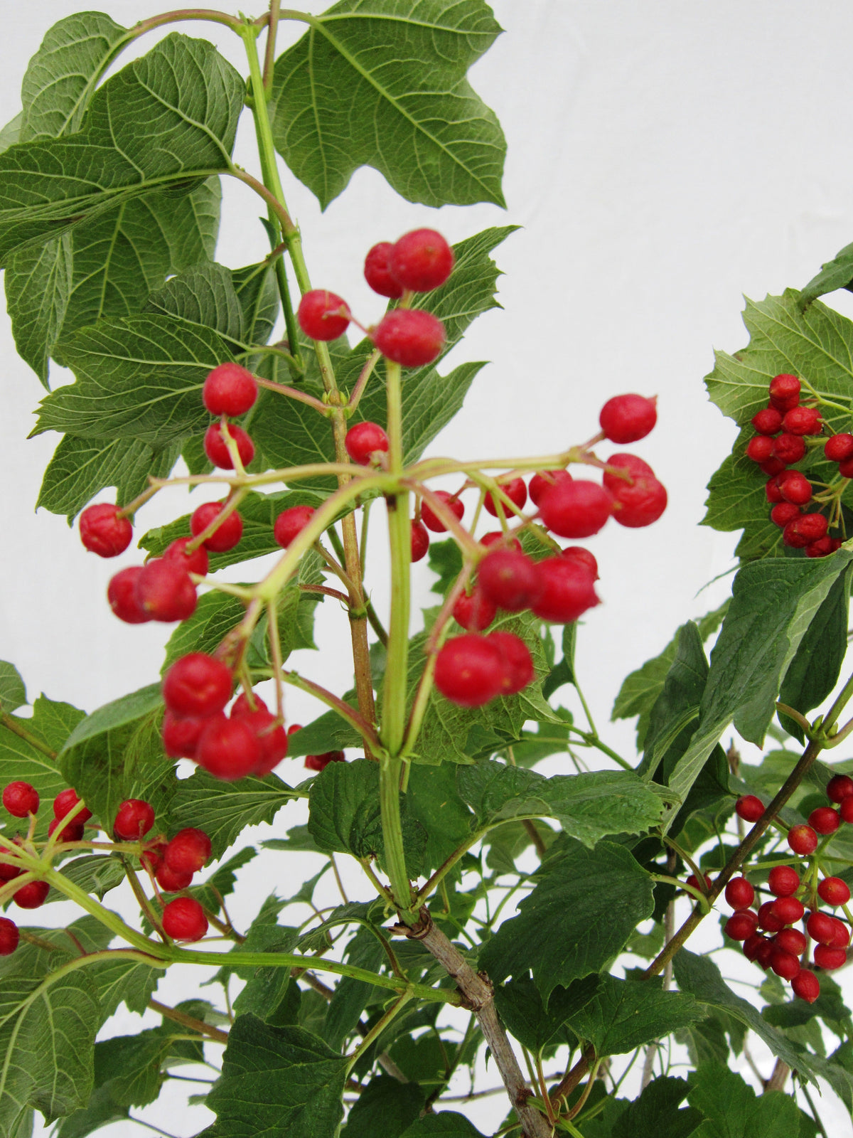 Bare Root ~ Guelder Rose