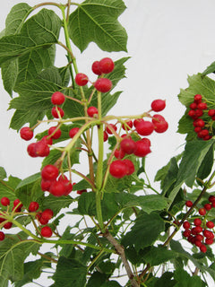 Guelder Rose