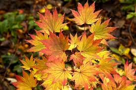 Jordan Japanese Maple Tree
