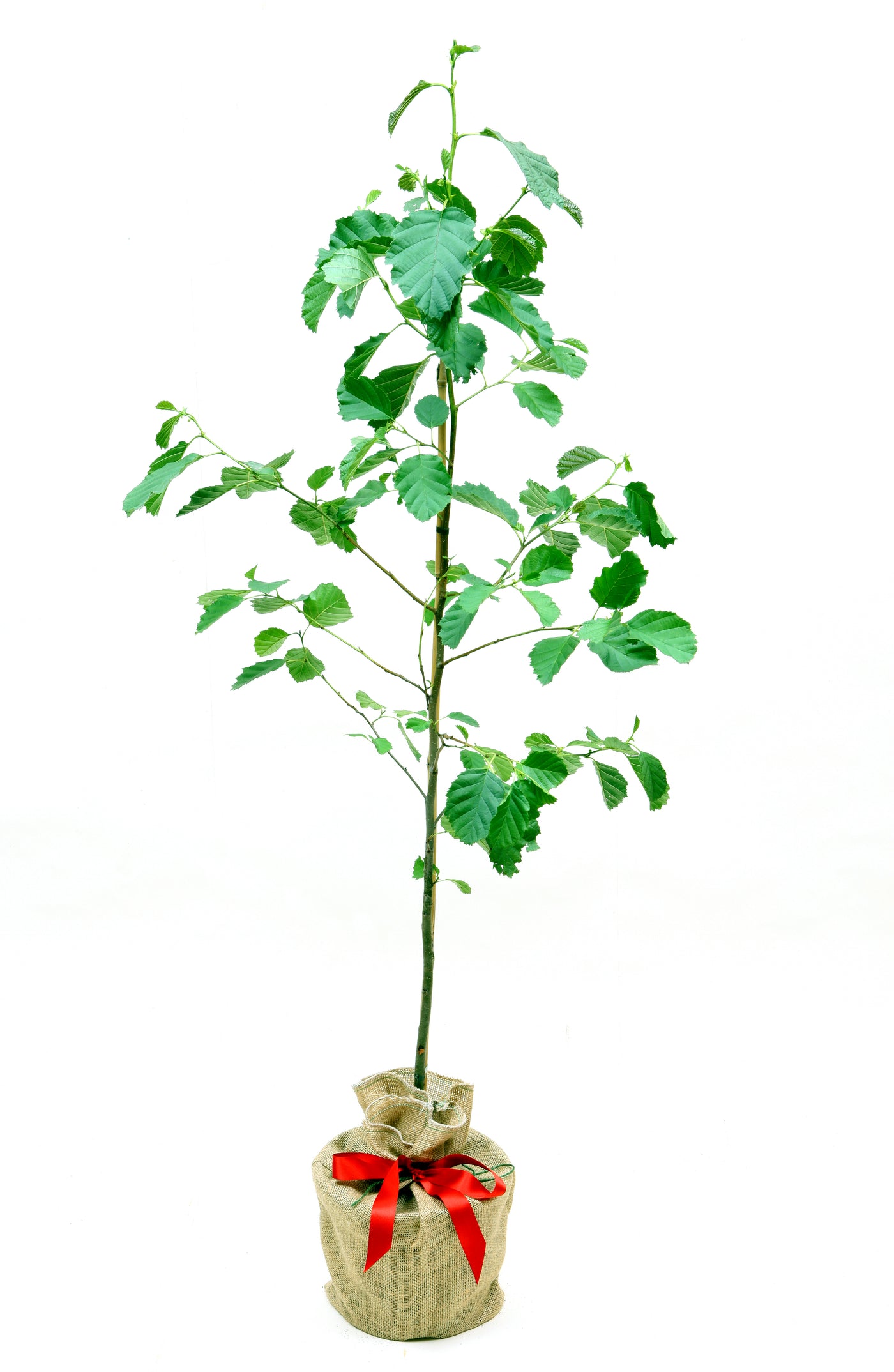 Native Alder
