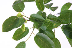 Amelanchier Canadensis