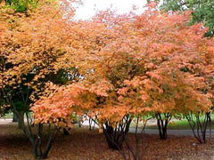 Amelanchier Robin Hill